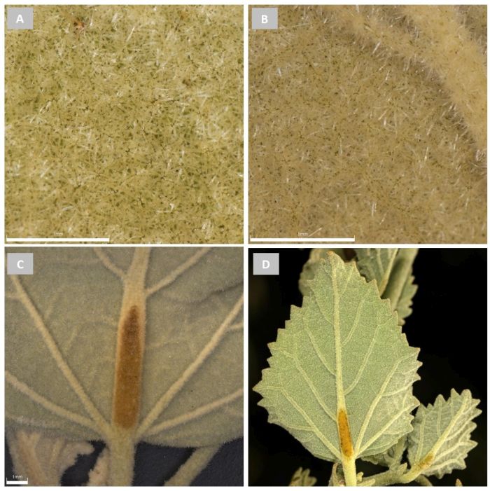 Hibiscus waterbergensis trichomes and nectaries